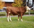 Bild: RZO/Steiner
Ein mischerbig hornloser „ZIO“-Sohn vom Betrieb Mosandl aus Ottmaring wurde vom Zweckverband II für künstliche Besamung in Greifenberg ersteigert. Der Zuschlag erfolgte bei 4700 Euro.