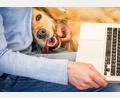 Symbolbild: Mirjana – stock.adobe.com
Immer mehr Hunde begleiten ihre Besitzer auch mit ins Büro.