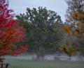 Bild: Daniel Vogl/dpa
Nebel im oberfränkischen Wildpark Schloss Tambach.