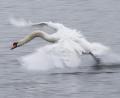 Symbolbild: Sebastian Kahnert/dpa
Ein verletzter Schwan wurde in Amberg gerettet und zur Tierauffangstation gebracht.