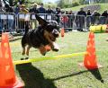 Symbolbild: Angelika Warmuth/dpa
Bei der dritten Ausgabe des Münchner Dackelrennens tritt eine neue Rekordzahl sportlicher Hunde an.