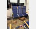 Bild: -/Deutsche Bahn AG/dpa
„Die Eier sind 1. Klasse“, schrieb die Deutsche Bahn auf Instagram zu den zurückgelassenen Hühnern.