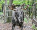 Bild: Jason Tschepljakow/dpa
Wohin mit Schwarzwald-Elch Erwin alias Lord Fynn? (Archivfoto)