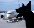 Bild: Sven Hoppe/dpa
Der Europäische Gerichtshof urteilte zum Schadenersatz wegen eines verlorenen Haustiers auf einer Flugreise. (Symbolbild)