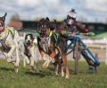 Bild: Matthias Bein/dpa
Harzer Luchstrail: Beim Hundeschlittenrennen im Harz geht es zur Sache.