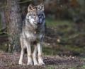 Symbolbild: Patrick Pleul/dpa 
Ein toter Jungwolf wurde im Staatsforst Kitschenrain bei Troschenreuth entdeckt. Die Polizei ermittelt wegen eines möglichen Verstoßes gegen das Naturschutzgesetz.