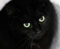 Bild: Soeren Stache/dpa
Bis zum 1. November dürfen im städtischen Tierheim der katalanischen Gemeinde keine schwarzen Katzen vermittelt werden. (Symbolbild)