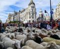Bild: Richard Zubelzu/ZUMA Press Wire/dpa
Madrid feiert den Tag der Wanderschäferei mit ganz vielen Schafen.