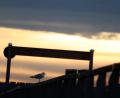 Bild: Karl-Josef Hildenbrand/dpa
Herbstlicher Sonnenaufgang am Ammersee