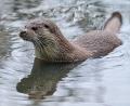Bild: Patrick Pleul/dpa-Zentralbild/dpa
Wie viele Fischotter sind in Bayern heimisch? Das will das Landesamt für Umwelt herausfinden. (Archivbild)