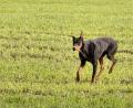 Bild: Polizei Tirschenreuth
So sieht der Hund aus.