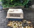 Archivbild: Stadt Weiden
In dieser Transportbox, beschwert mit einem Stein, wurde im Juli die tote Katze im Stadtmühlbach aufgefunden. Zeugenaufrufe brachten keine Hinweise.