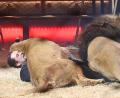 Bild: gf
Da blieb manchem Circus-Besucher das Herz stehen, als Martin Lacey jr. am Boden lag und quer drüber einige hundert Kilo Raubkatze.