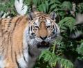 Archivbild: Paul Zinken
Ein Tiger streift umher. Tiere und Wildtiere im Zirkus? Das ist nicht in Ordnung. Sie dienen nicht unserer Unterhaltung.
