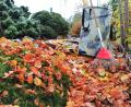 Bild: Portner
Wohin mit dem Herbstlaub? Oberpfalz-Medien hat Tipps zur Verwertung im eigenen Garten gesammelt.