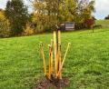 Bild: ass
Spaten in freier Wildbahn. Wer genau hinschaut, erkennt zwischen den Stielen auch noch den Birnbaum, den der Amberger Umweltausschuss jetzt gepflanzt hat.