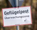 Bild: Stefan Sauer/dpa
Nach Vogelgrippe-Ausbrüchen in zwei Geflügelhaltungen in Vorpommern mussten rund 150.000 Tiere gekeult werden. (Archivbild)