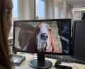 Bild: Leon Karwath 
Ein Videobeitrag des Südwestrundfunks (im Bild eine Szene aus dem Beitrag) zeigt Hunde mit Qualzuchtmerkmalen, die auf einer Hundeausstellung in Rieden präsentiert wurden.