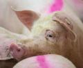 Archivbild: Friso Gentsch/dpa
Schweine stehen in einem Stall. Beim Transport von Borstenvieh in einen Schlachthof soll ein 37-Jähriger Regeln nicht eingehalten und so einem Tier Schmerzen verursacht haben. Deshalb muss er sich vor Gericht verantworten.
