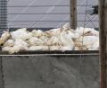 Bild: Michael Bahlo/dpa
Wenn in einem Geflügelbetrieb die Vogelgrippe nachgewiesen wurde, müssen alle Tiere vorsorglich getötet und vernichtet werden. Die Tierseuchenkasse leistet Entschädigungszahlungen. (Illustration)