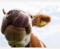 Bild: Angelika Warmuth/dpa/dpa-tmn
Gegen die Besitzerin der Kuh wird jetzt ermittelt. (Symbolbild)