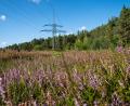 Bild: Bayernwerk/Adriane Lochner
Auf einem rund vier Kilometer langen und 66 Meter breiten Trassenabschnitt des Bayernwerks östlich von Grafenwöhr hat sich eine ökologisch bedeutsame Heidelandschaft entwickelt, in der nachweislich auch seltene und bedrohte Arten leben.