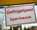 Bild: Arno Burgi/dpa-Zentralbild/dpa
Das Friedrich-Loeffler-Institut für Tiergesundheit rechnet mit einem Andauern der Geflügelpest und einer Ausdehnung auch weiter nach Süden. (Illustration)
