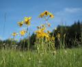Archivbild: Robert Mertl
Noch gibt es die Heilpflanze Arnika im und rund um den Steinwald. Doch ihr Fortbestand ist gefährdet, weshalb schon seit Jahren ein Hilfsprojekt läuft.