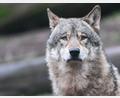 Bild: Bernd Weißbrod/dpa
Bei einem in der Oberpfalz gefundenen Tierkadaver handelt es sich um einen toten Wolf. (Symboldbild)