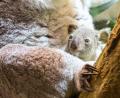 Bild: Jennifer Brückner/dpa
Ein kleines Koala-Jungtier wächst im Zoo Leipzig heran.