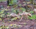 Bild: Armin Weigel/dpa
Ungeachtet der seit Jahren emotional geführten Debatte über Abschüsse von Wölfen in Bayern zeigt die Statistik, dass es im Freistaat nach wie vor nur wenige Rudel gibt. (Illustration)