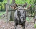Bild: Jason Tschepljakow/dpa
Nach Tagen im Schwarzwald wurde Elch Erwin wieder ins den Wildpark nach Pforzheim zurückgebracht. (Archivbild)