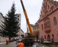 Bild: mfh
Noch eine 180-Grad-Drehung des Krans, dann schwebt der Baum vor dem Rathaus.