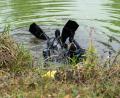 Bild: sbö
Ein Polizist ging mit einem Metallsuchgerät auf Tauchgang.