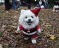 Bild: Jeff Moore/PA Wire/dpa
Ein Hund nimmt an der Weihnachtspulli-Parade von „Rescue Dogs of London and Friends“ teil.
