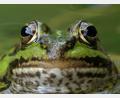 Bild: Thomas  Stock/exb
Ein Kleiner Wasserfrosch lugt neugierig aus dem Teich.