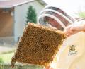Bild: Bohmann privat
Jannik Bohmann bei der Arbeit mit seinen Bienen im elterlichen Garten in Siebeneichen.
