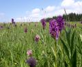 Bild: Naturpark Nördlicher Oberpfälzer Wald
Noch gibt es sie: Wiesen mit wilden Orchideenarten im Naturpark Nördlicher Oberpfälzer Wald.