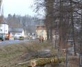 Archivbild: Thorsten Schreiber
Maschinenring-Mitarbeiter hatten Anfang Februar entlang der Mühlbühlstraße in Tirschenreuth acht Pappeln gefällt. Die Bäume waren circa zwölf Meter hoch und etwa 30 Jahre alt. Die Wurzeln hatten den Asphalt angehoben, dadurch entstanden Risse und erhebliche Schäden. Die Verkehrssicherheit des Fußwegs war dadurch nicht mehr gegeben.