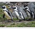 Bild: Kira Hofmann/dpa-Zentralbild/ZB
Brillenpinguine im Tierpark Berlin