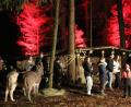 Archivbild: mma
Eine ganz besondere Stimmung herrscht bei der Sorghofer Waldweihnacht.