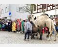 Bild: Ruth Bär/Deutsches Hirtenmuseum Hersbruck/exb
Traditionell schauen die Sternsinger beim Hirtentag in Hersbruck vorbei. Auf den Kamelen darf geritten werden.