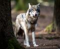 Symbolbild: Alexander Heinl/dpa
Im Fichtelgebirge wurde ein neues Wolfsterritorium bestätigt.