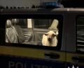 Bild: Polizeipräsidium Konstanz/dpa
Die Polizei sperrt das entlaufene Schaf in den Streifenwagen.