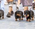 Bild: Armin Weigel/dpa
2026 soll es in Regensburg wieder eine Dackelparade geben. (Archivbild)