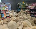 Bild: -/REWE Group/dpa
Rund 50 Schafe statteten einem Supermarkt einen Besuch ab - der macht daraus Werbung. (Handout)