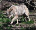 Bild: Bernd Weißbrod/dpa
Der Wolf ist zurück in Deutschland - was längst nicht jeden freut. (Archivbild)