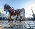 Bild: Armin Weigel/dpa
Pferde werden beim Berchinger Rossmarkt durch die Innenstadt geführt. Jedes Jahr kommen Tausende Besucher zu dem eintägigen Wintervolksfest, um prachtvoll geschmückte Pferde und Gespanne zu sehen.