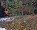 Bild: bö
Handgemachte Anhänger in unterschiedlichen Größen hängen in Bäumen am Weg zum Hohenburger Urnenwald.