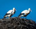 Archivbild: Hösamer
Die ersten Störche kehren derzeit auf ihre Horste in den Landkreis Schwandorf zurück.